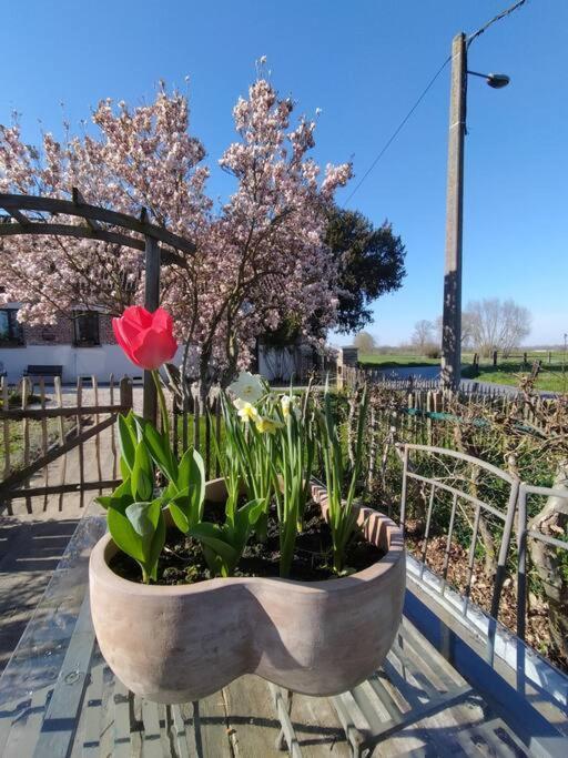 Gite Rural La Ferme Du Semeur-Zaaiershof Lessines Bagian luar foto